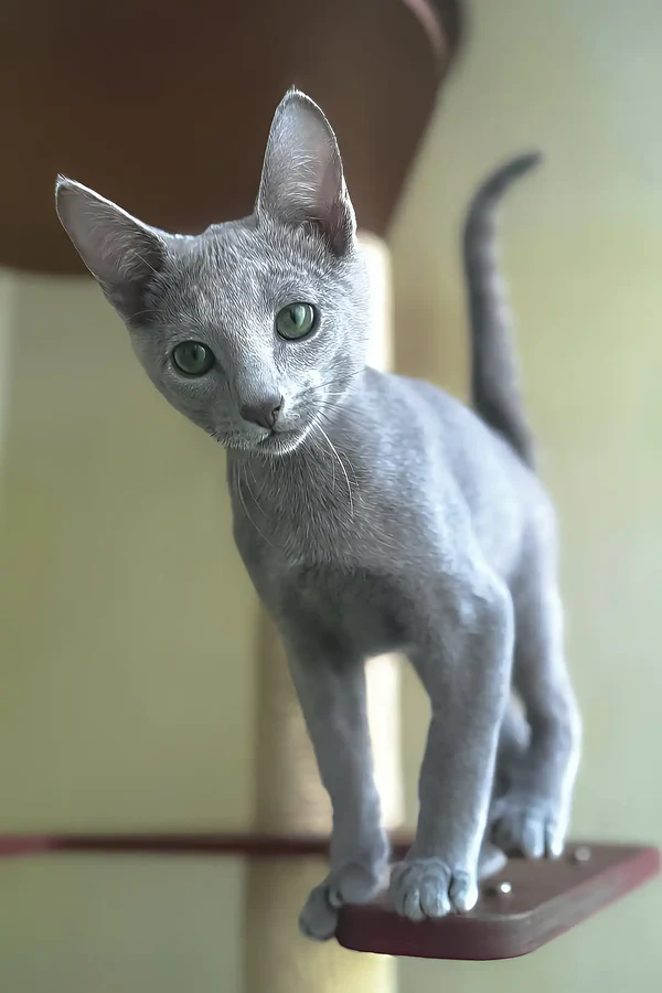 Katze Russisch Blau Kaufen